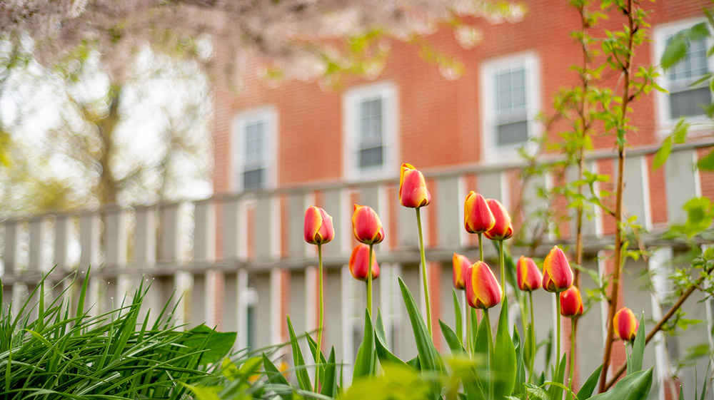 red and yellow tulips in front of a white fence and brick building.