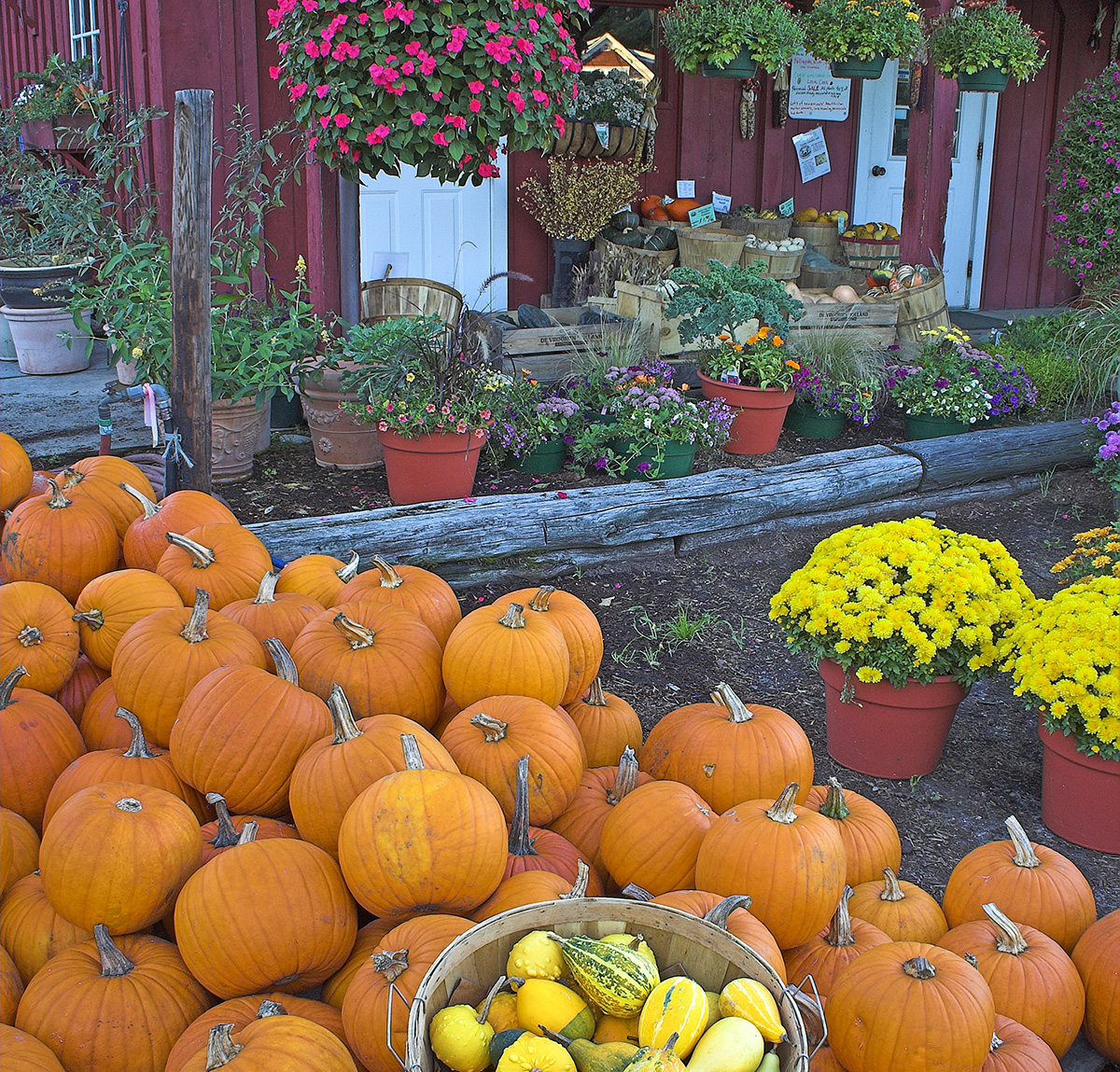 pumpkins and mums outside a fall farm stand.