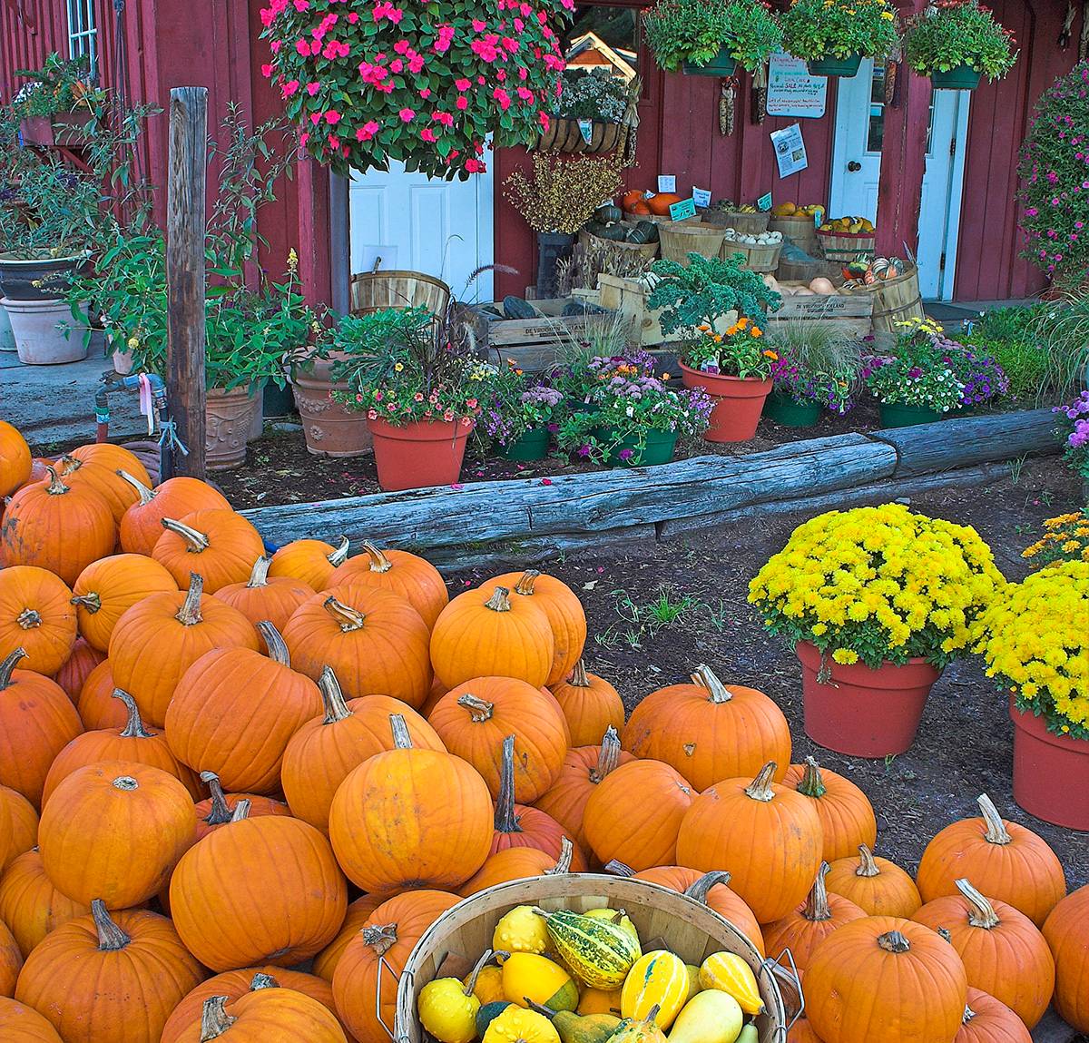 pumpkins and mums outside a fall farm stand.