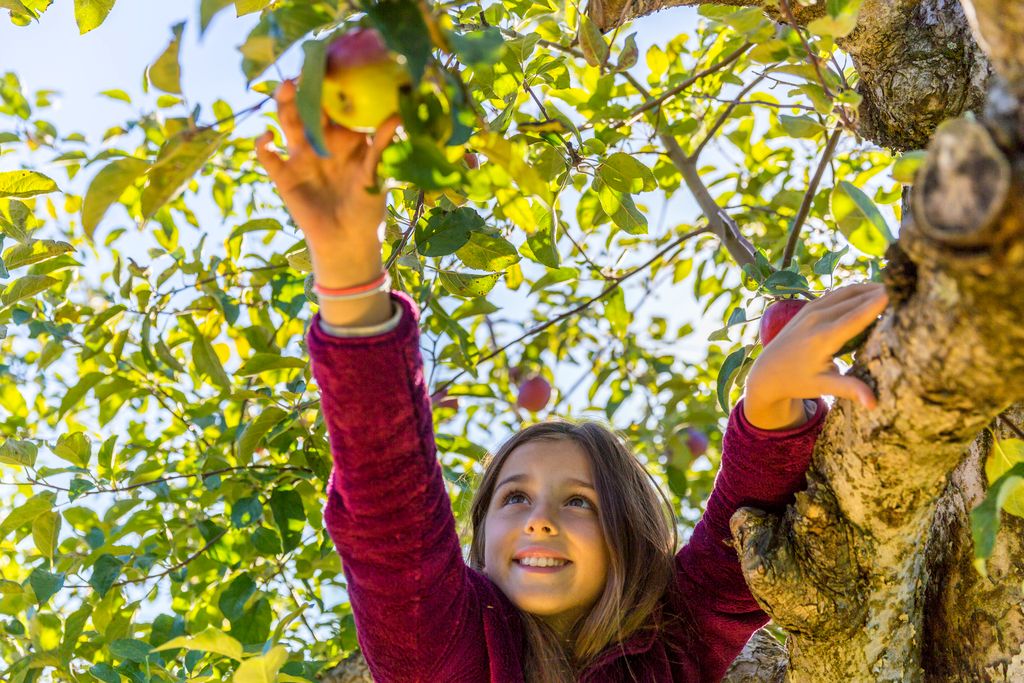 a girl picking apples in a tree