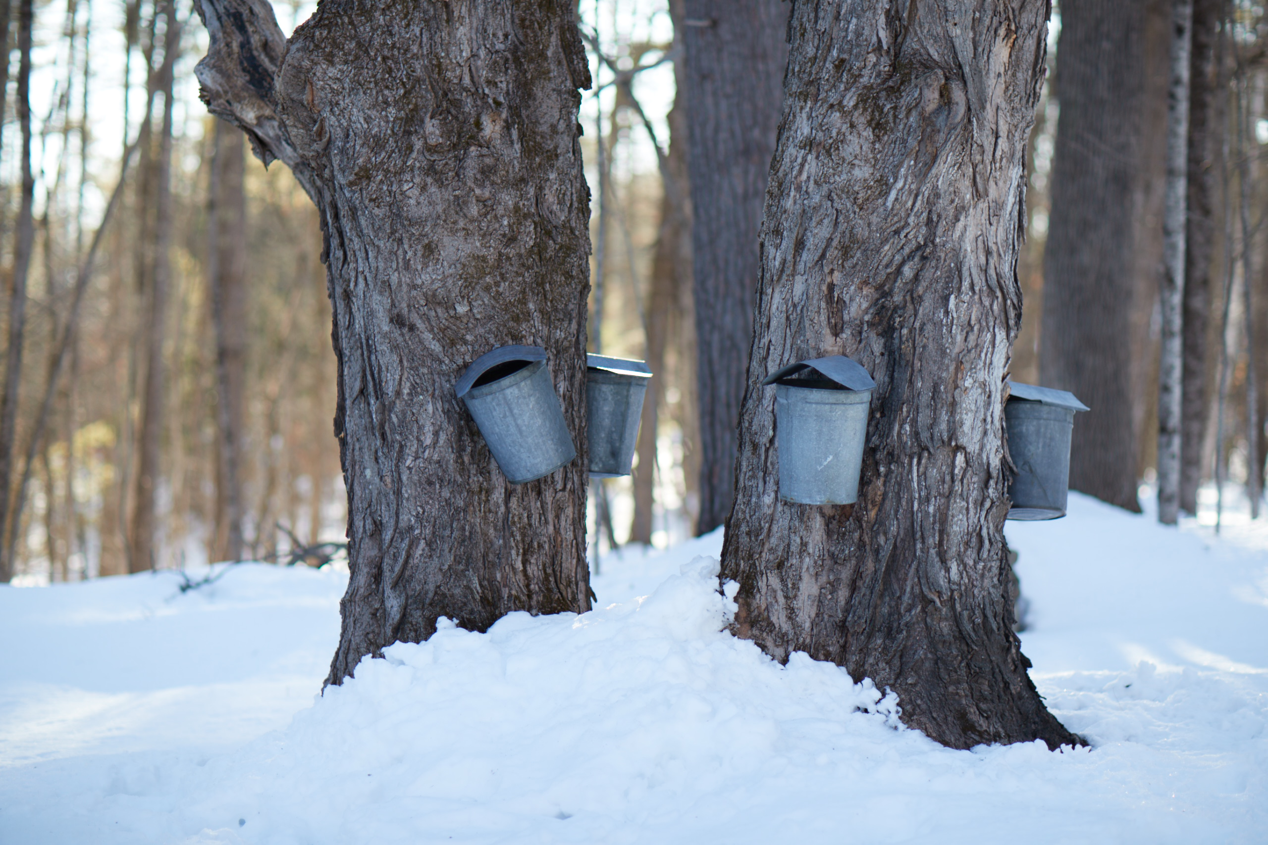 maple buckets on a trees in the snow