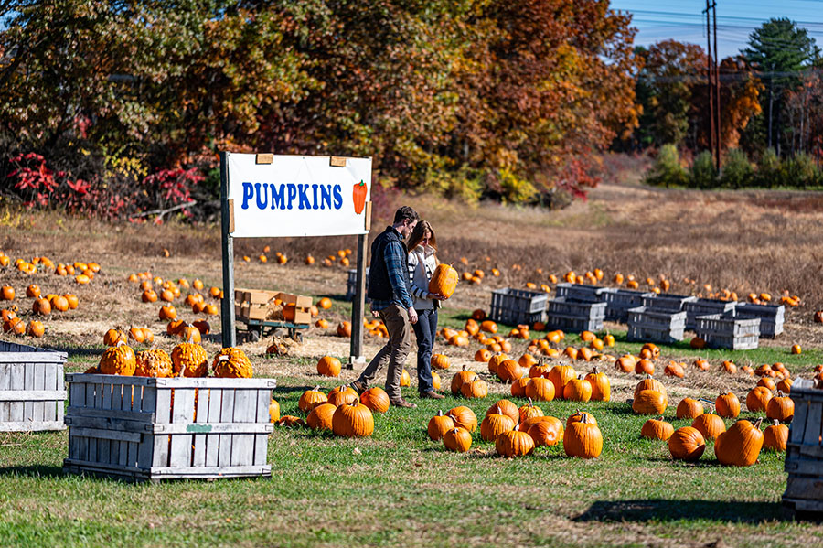 a man and woman walking in a pumpkin patch 