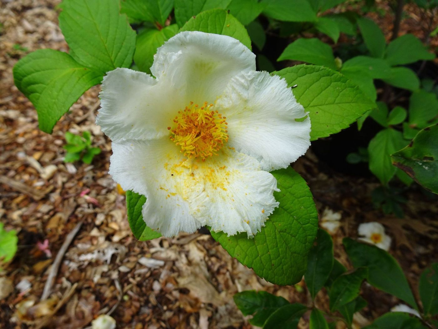 Featured image for Bedrock Gardens