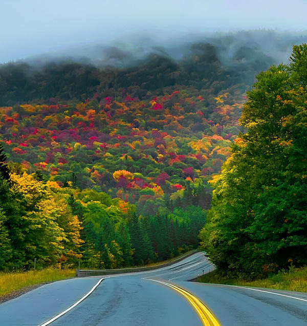 a road cutting through a sea of trees in fall color
