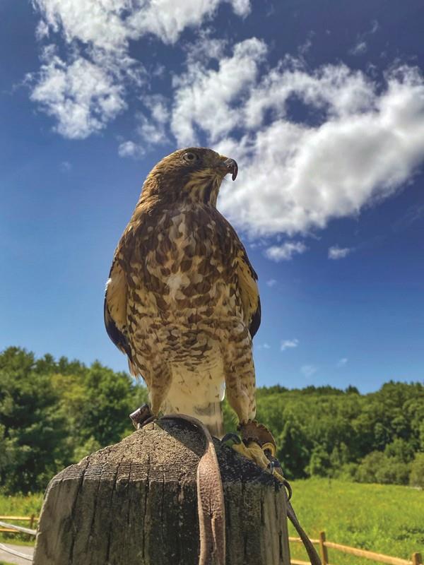Featured image for Squam Lakes Natural Science Center