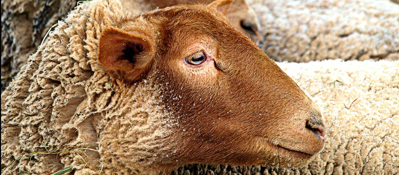 Close up of a sheep's head