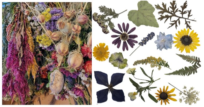 Featured image for NH Audubon