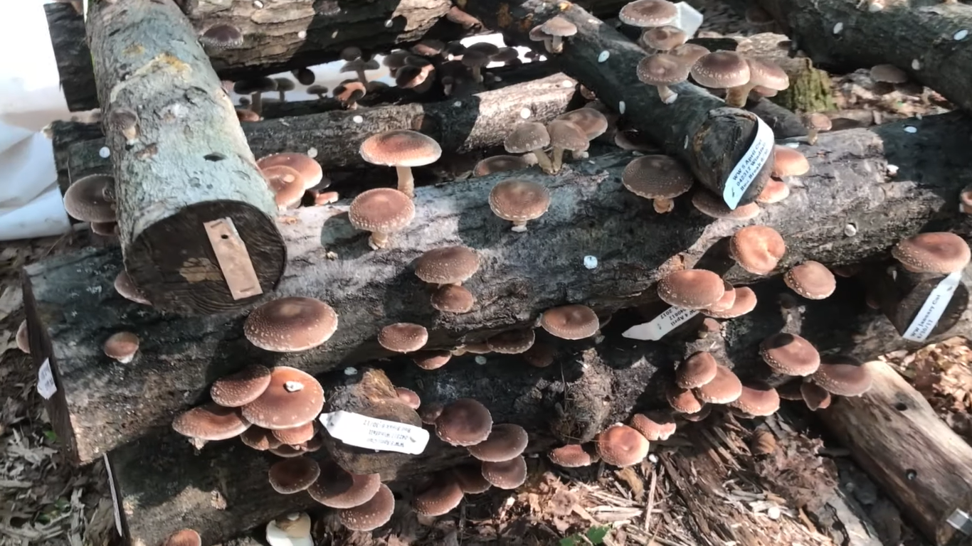 Featured image for Growing Mushrooms at Home