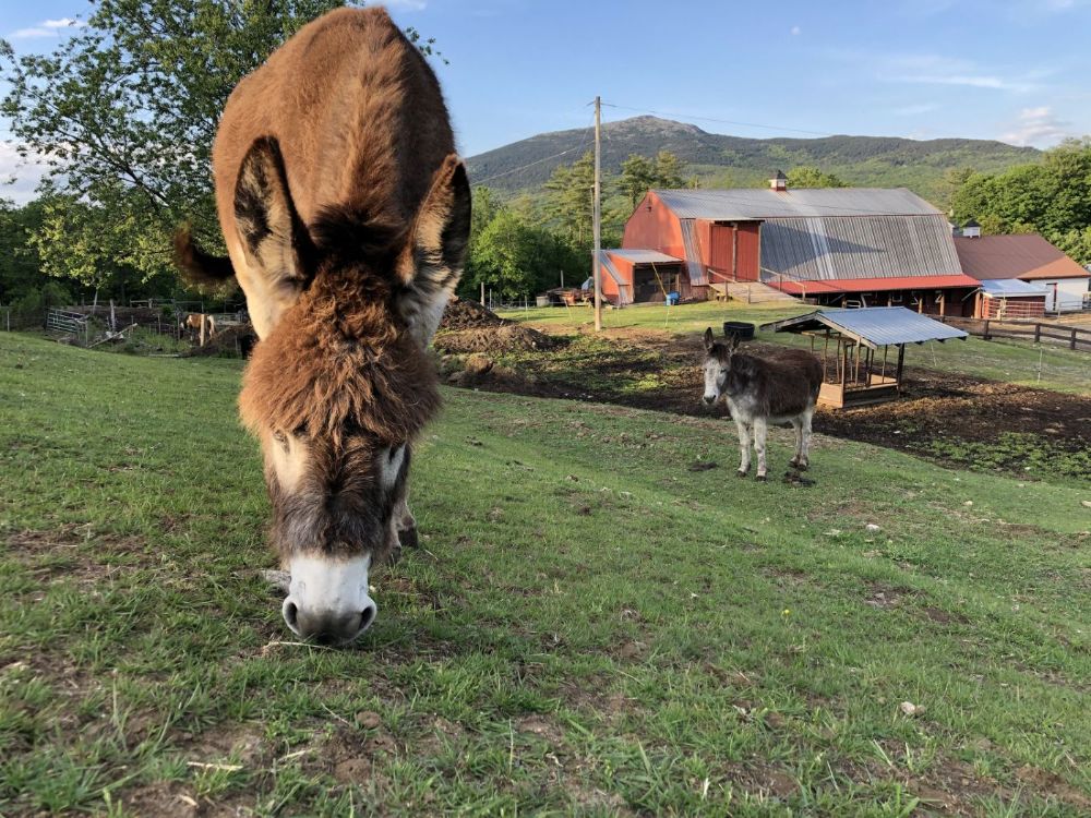 donkeys-and-barn.jpg
