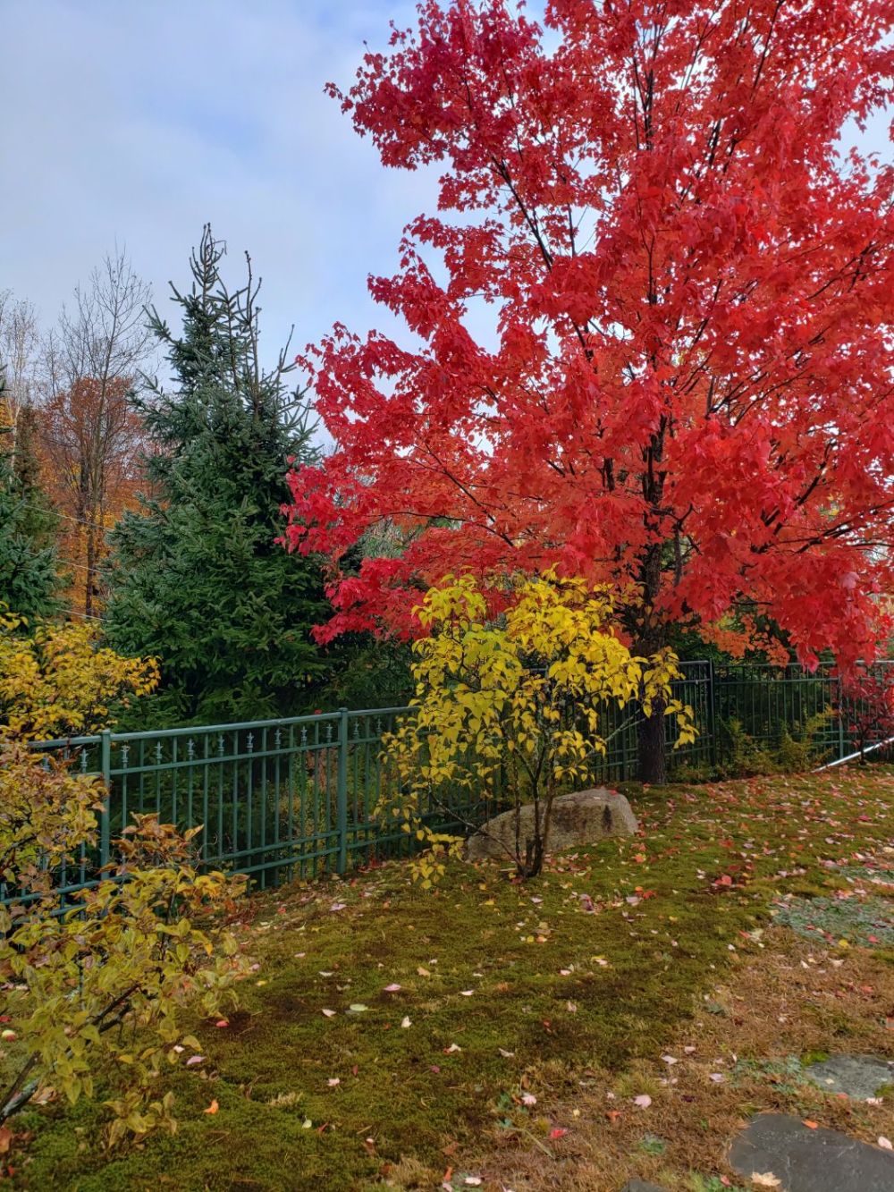 Foliage