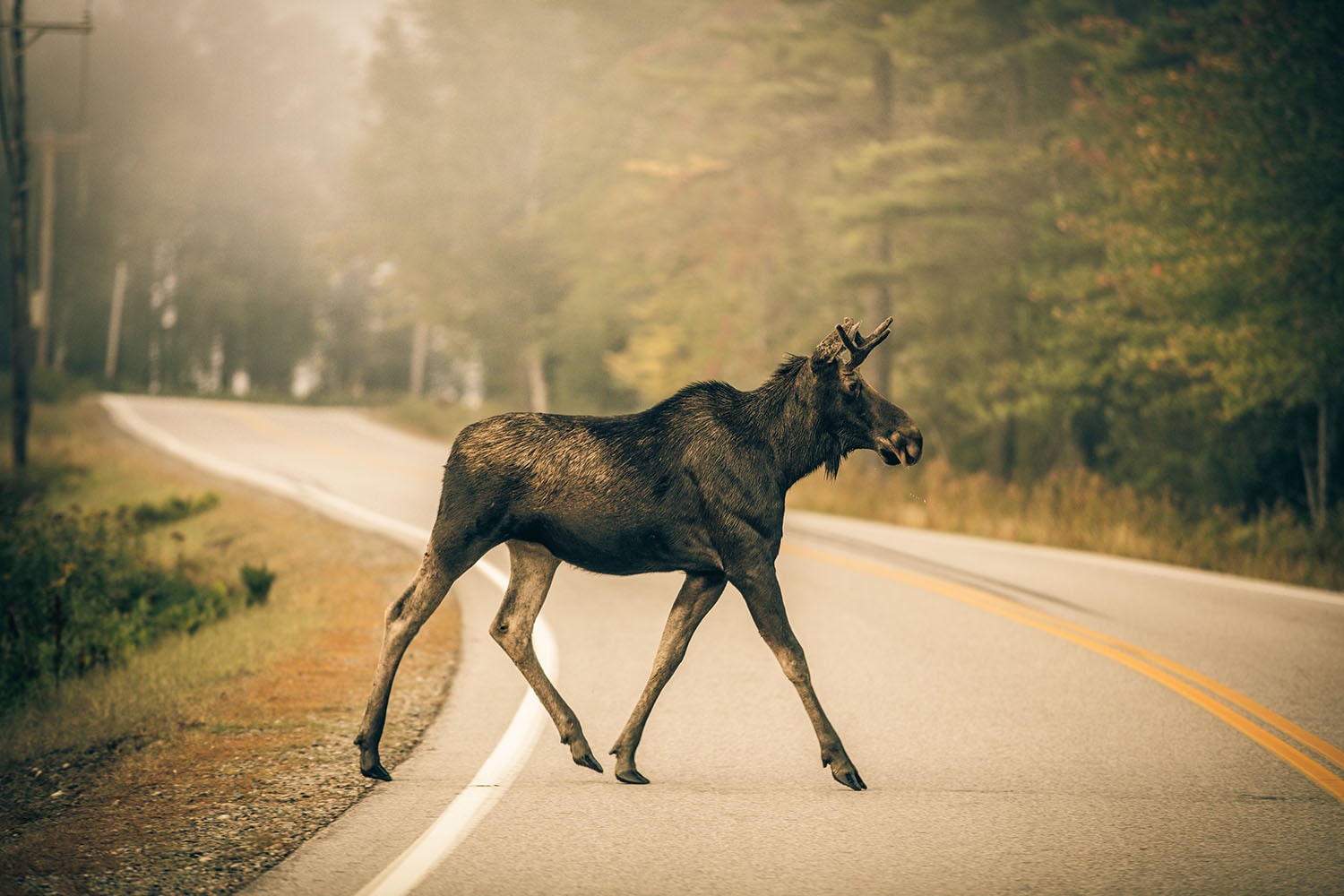 moose crossing the street