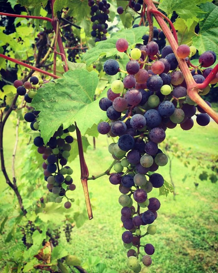 Additional image for Averill House Vineyard