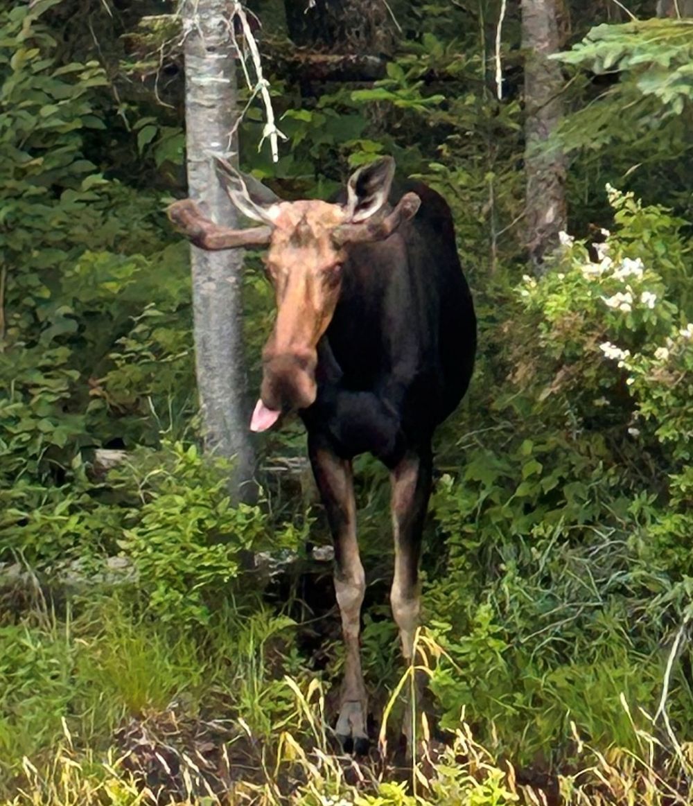 Moose