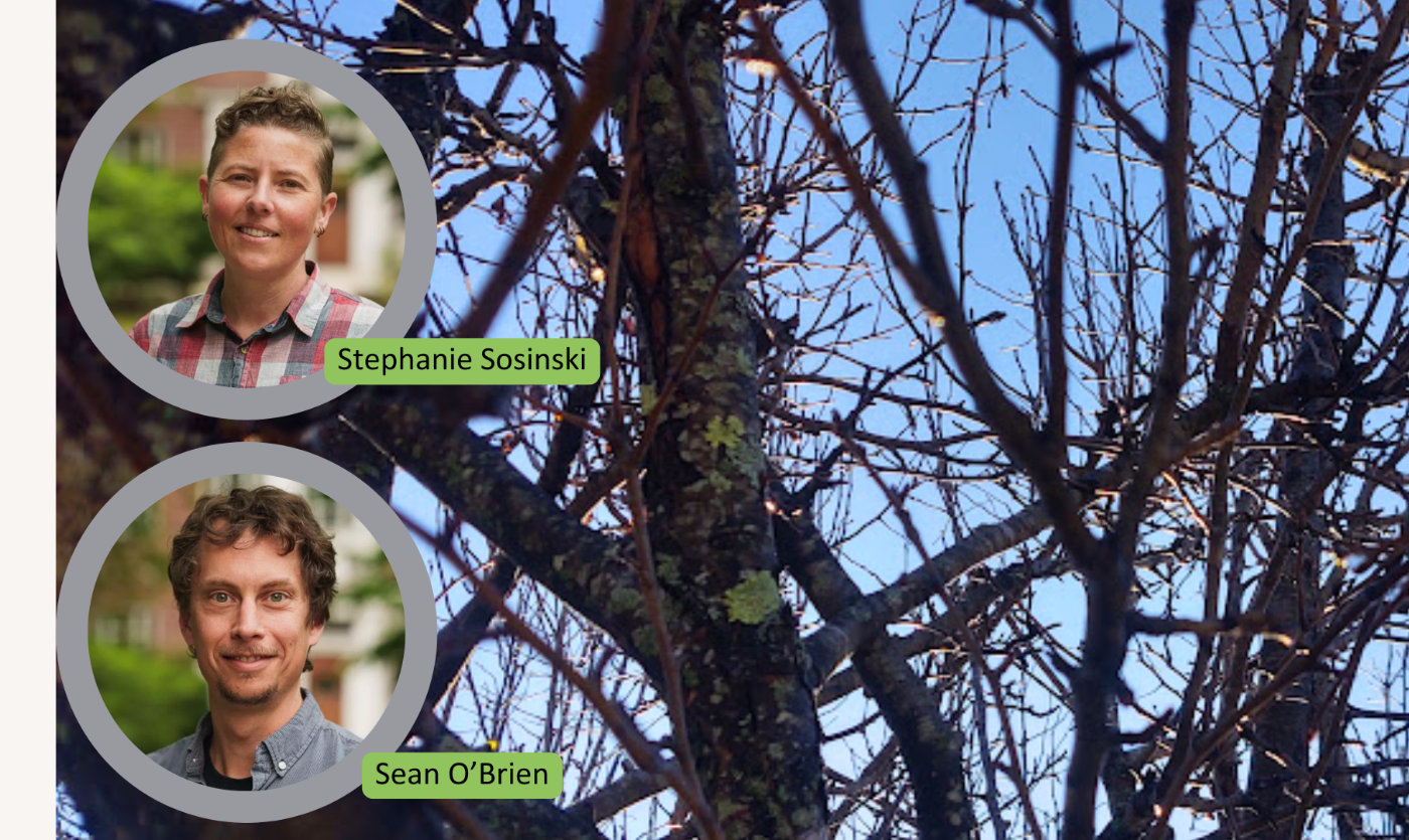 Featured image for Fruit Tree Pruning