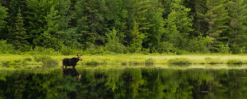 moose.jpg