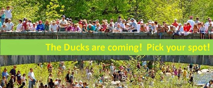 Additional image for Wildquack Duck Race & Music Festival
