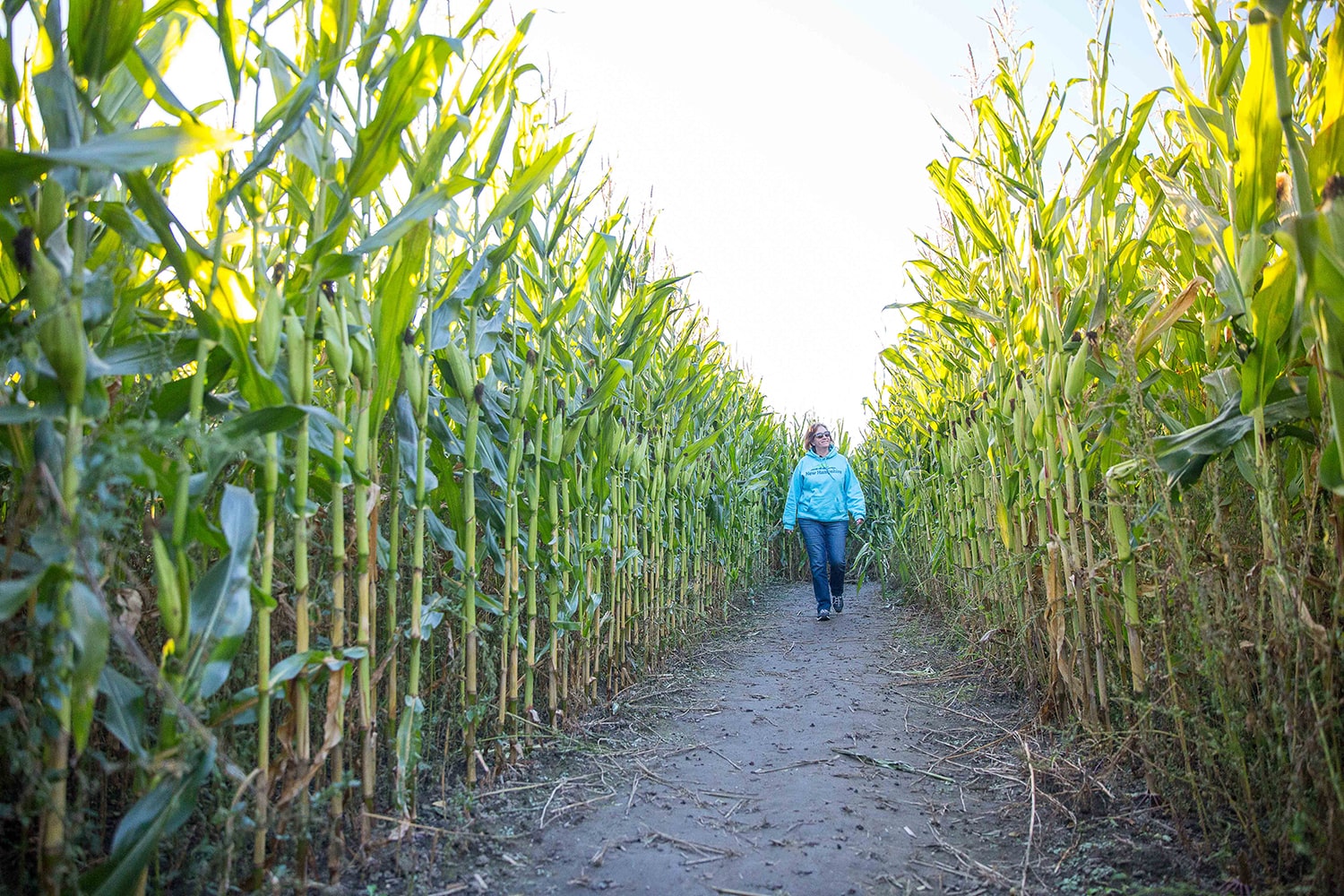 someone walking through a corn maze