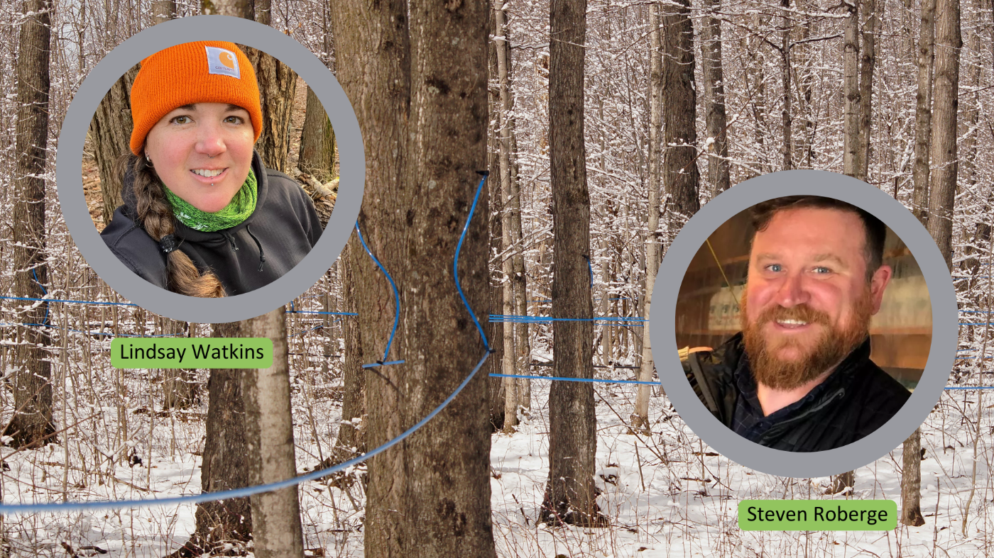 Featured image for Maple Sugar Bush Management
