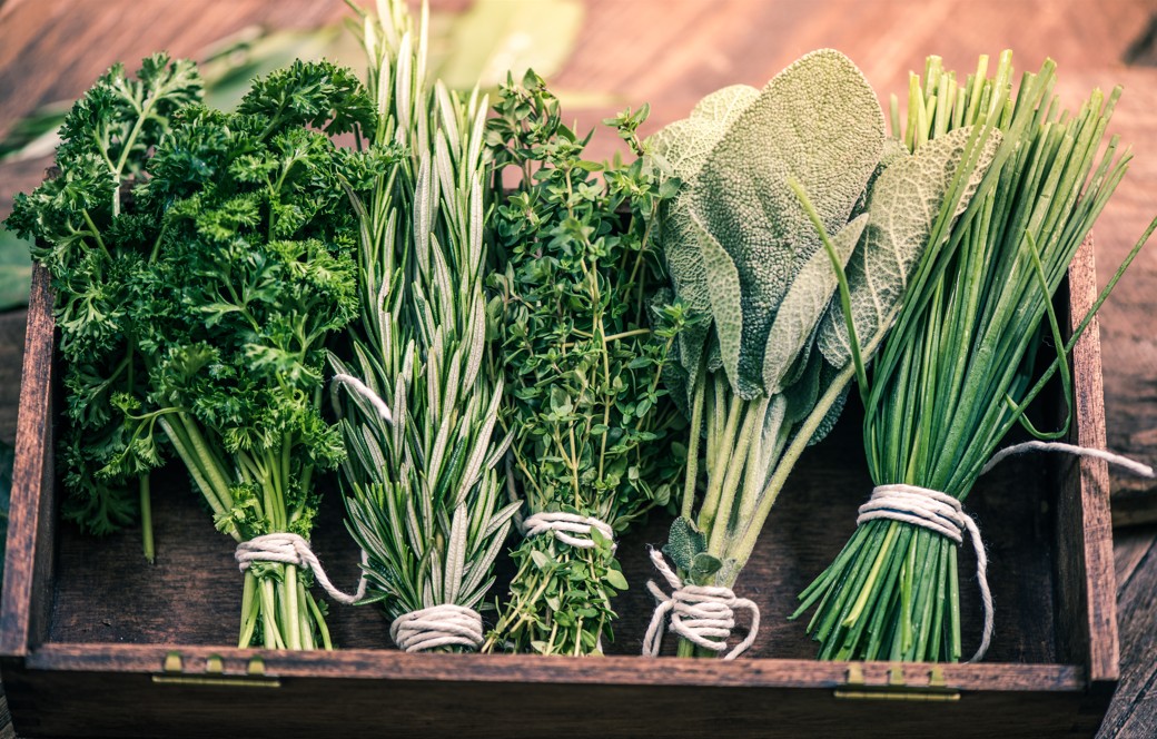 Featured image for NH Audubon