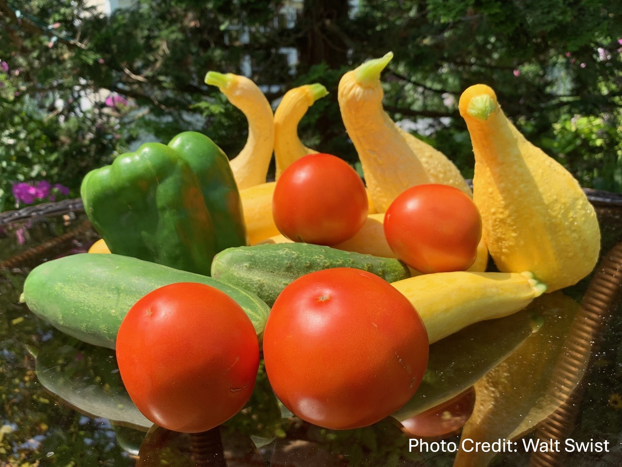 Featured image for NH Audubon