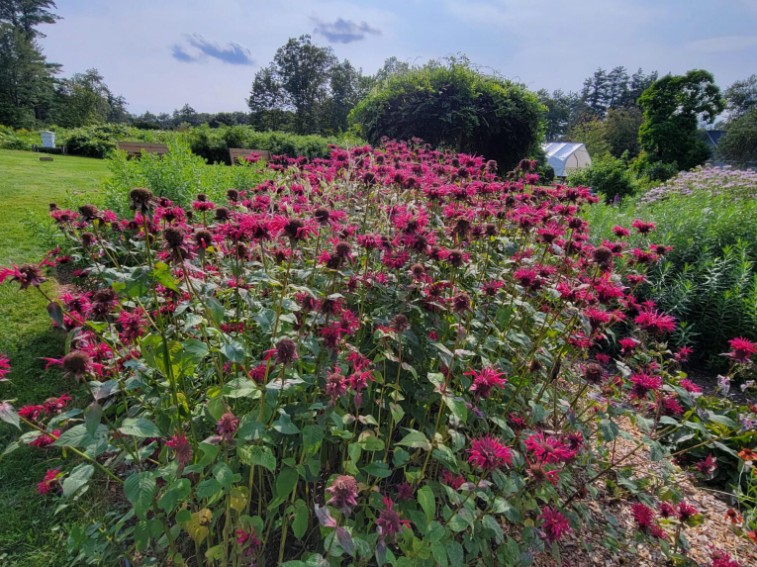 Featured image for NH Audubon