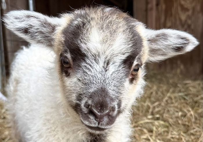 Additional image for Five Sisters Farm