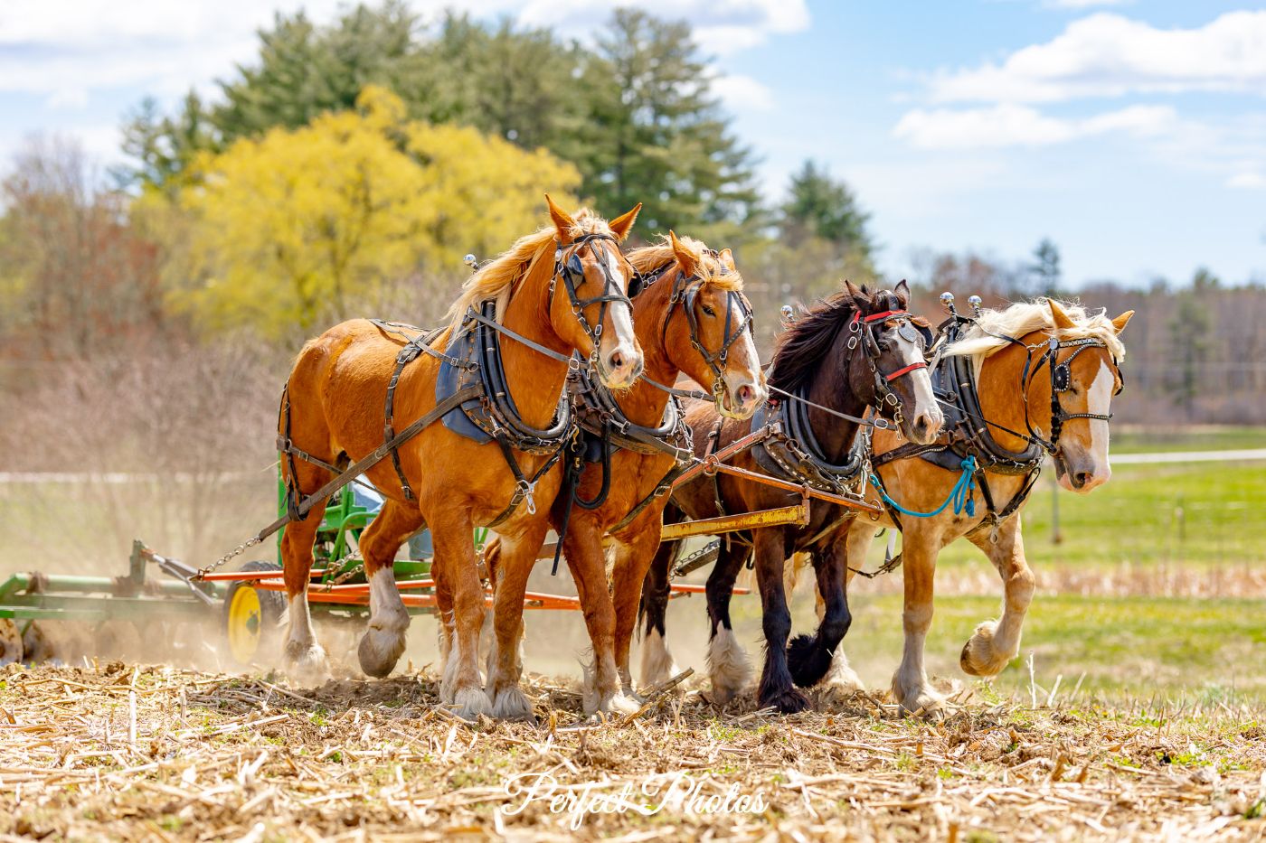 Featured image for Open Farm Day