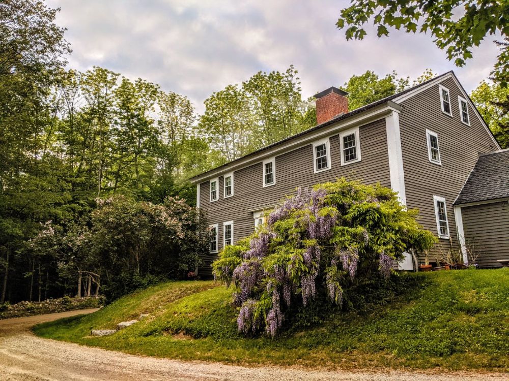 The 100+ year old wisteria bush in full bloom!