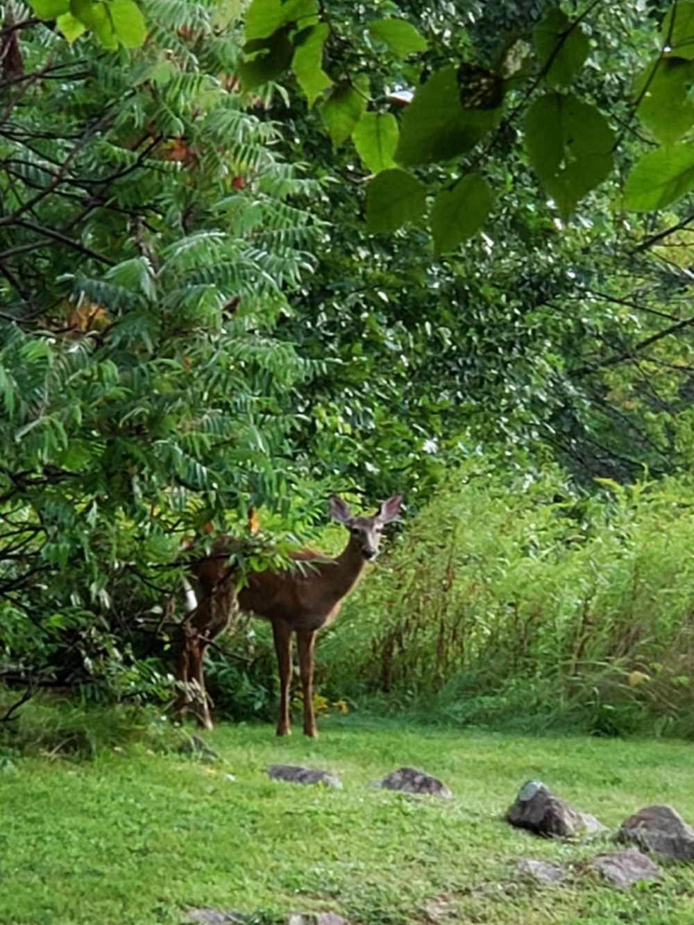 Nordic Deer