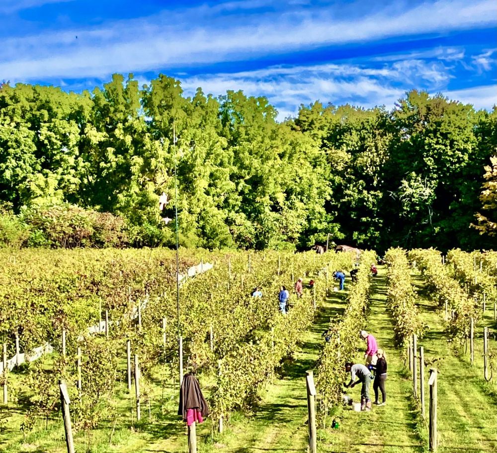Harvesting the grapes.
