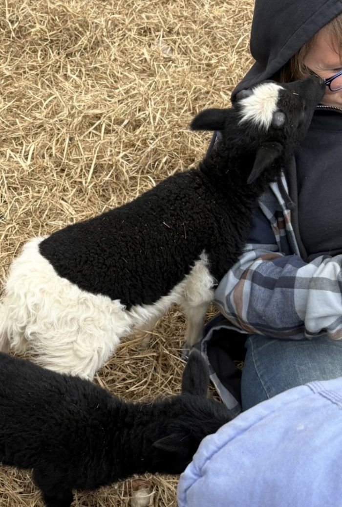 Additional image for Five Sisters Farm