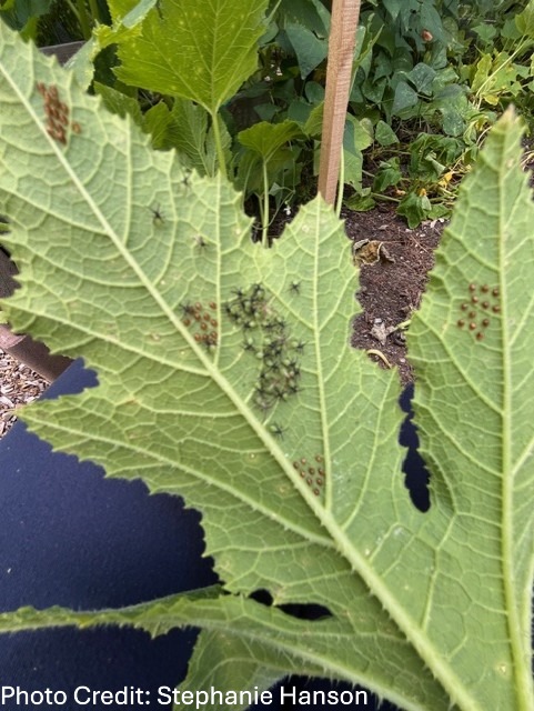 Featured image for NH Audubon