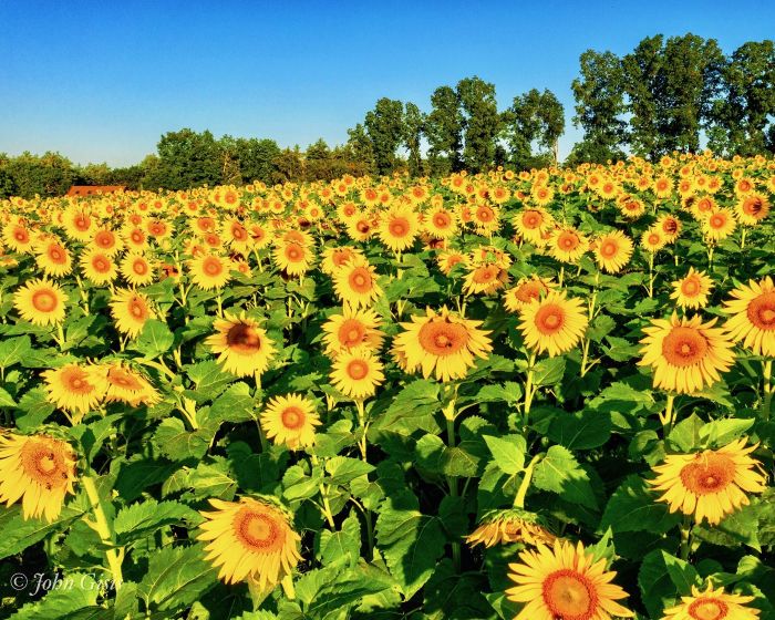 Additional image for Sunflower Festival