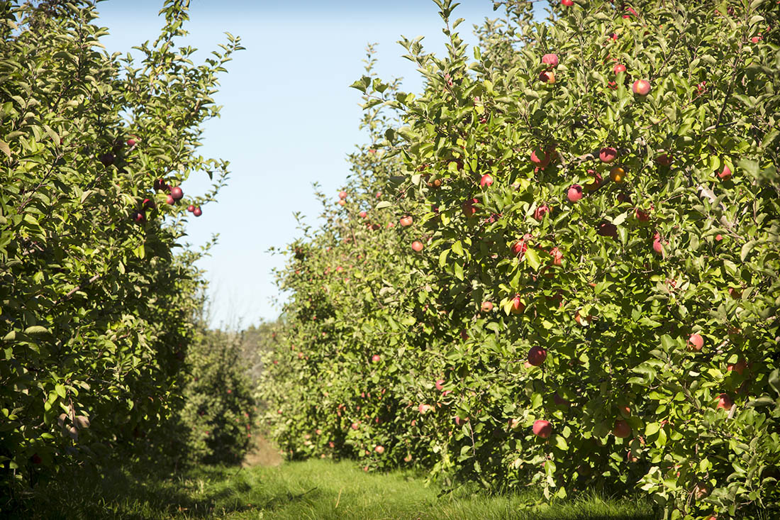 Path through trees in an apple orchard