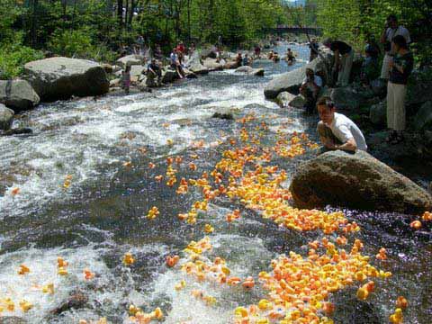 Additional image for Wildquack Duck Race & Music Festival