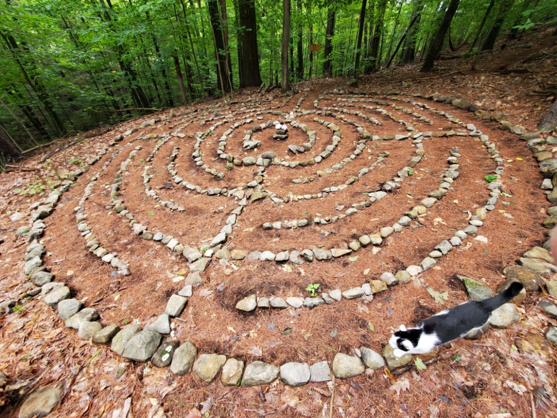 Featured image for Petals in the Pines