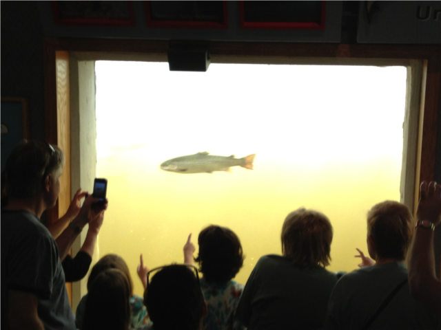 The viewing window