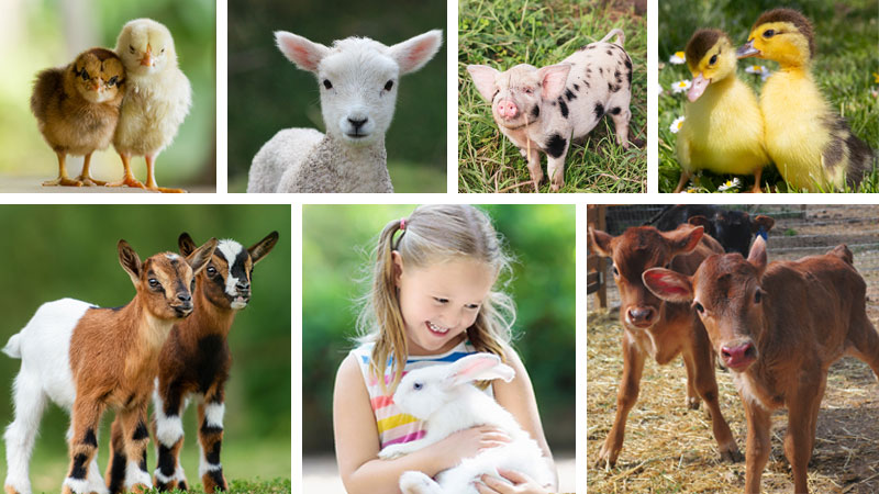 Featured image for Charmingfare Farm