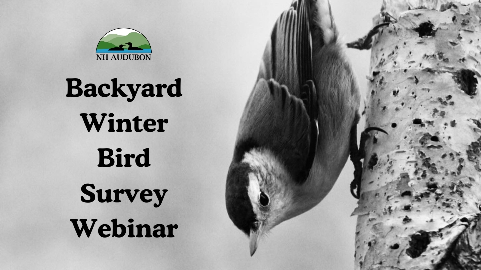 Featured image for New Hampshire Audubon