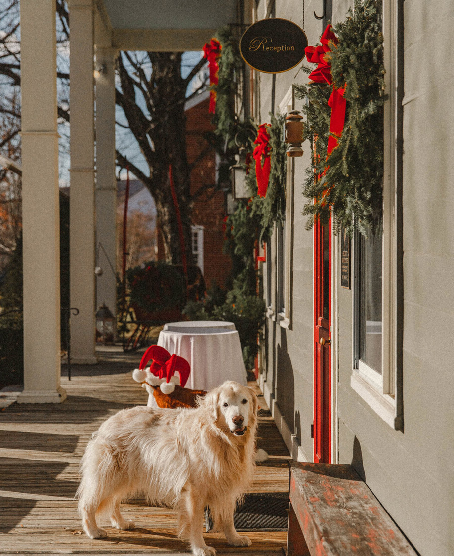 a dog standing outside an inn decorated for the holidays