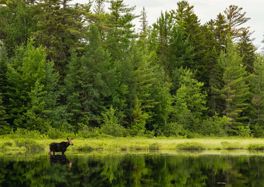 A moose standing in a marsh