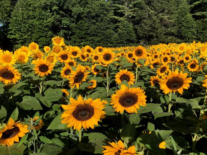 Additional image for Sunflower Festival