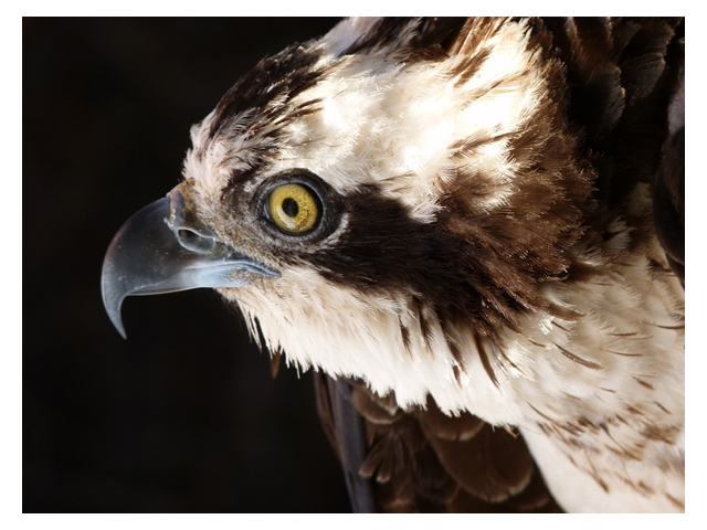Osprey