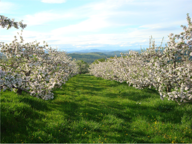 Orchard view