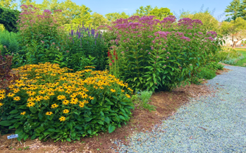 Featured image for NH Audubon