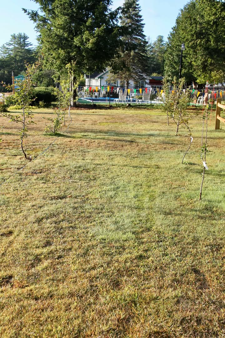 our orchard and pool 