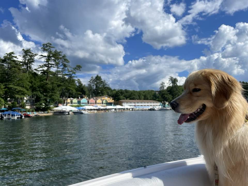 Photo of a dog in a boat heading to the NASWA where we have selected dog friendly rooms, suites, and cottages. 