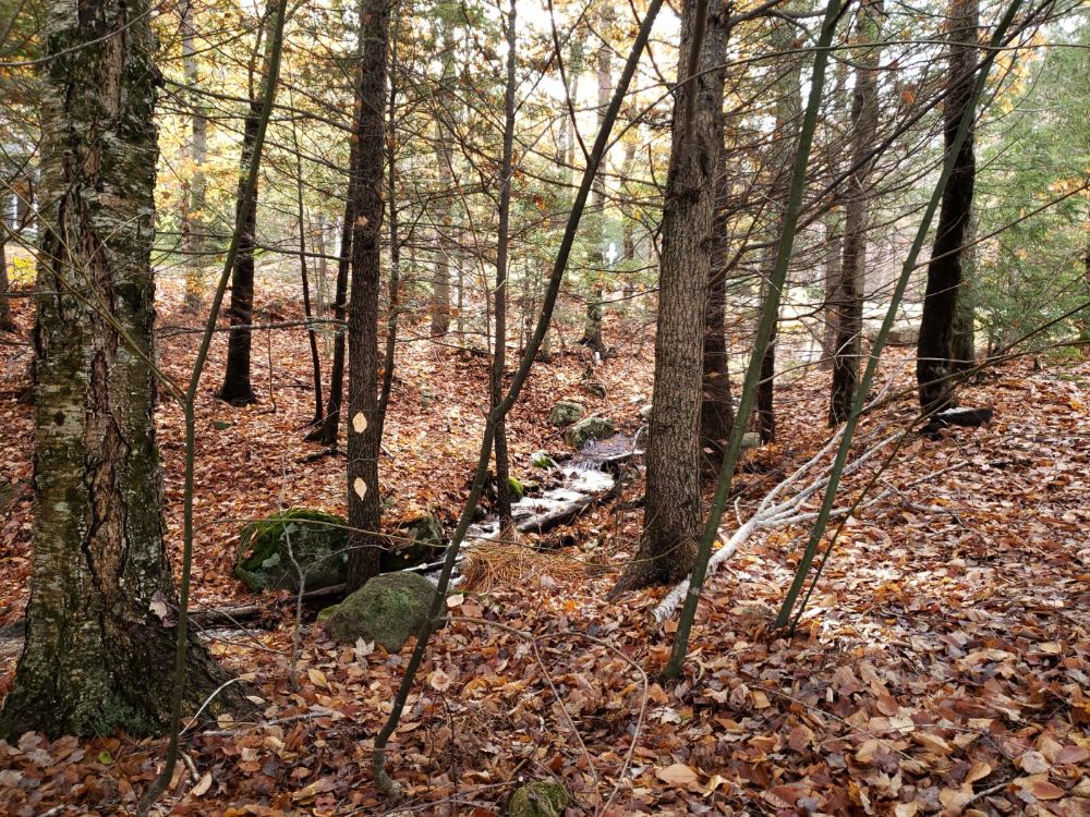 Nordic Trail