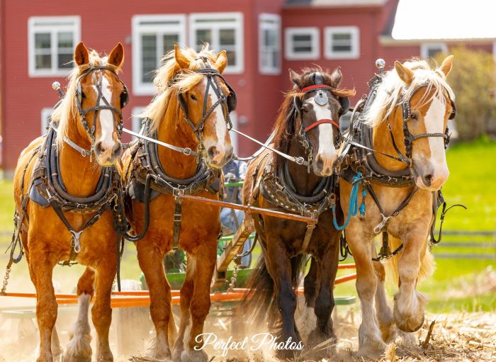 Additional image for Open Farm Day