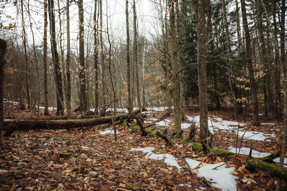 Explore 27 acres of private New Hampshire woodland